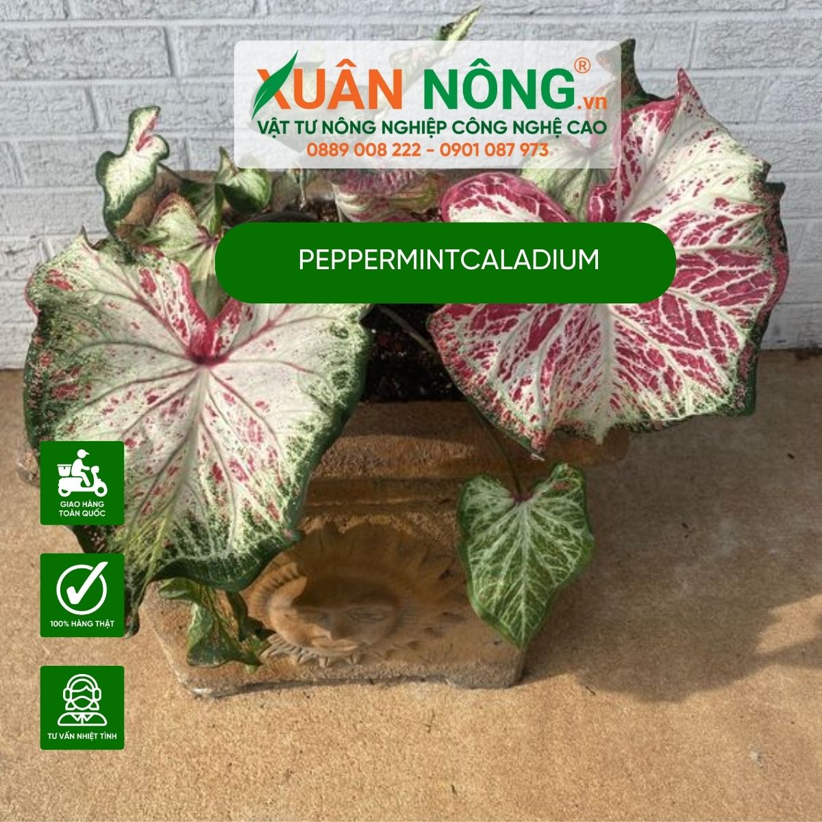 cach-cham-soc-Peppermint-Caladium