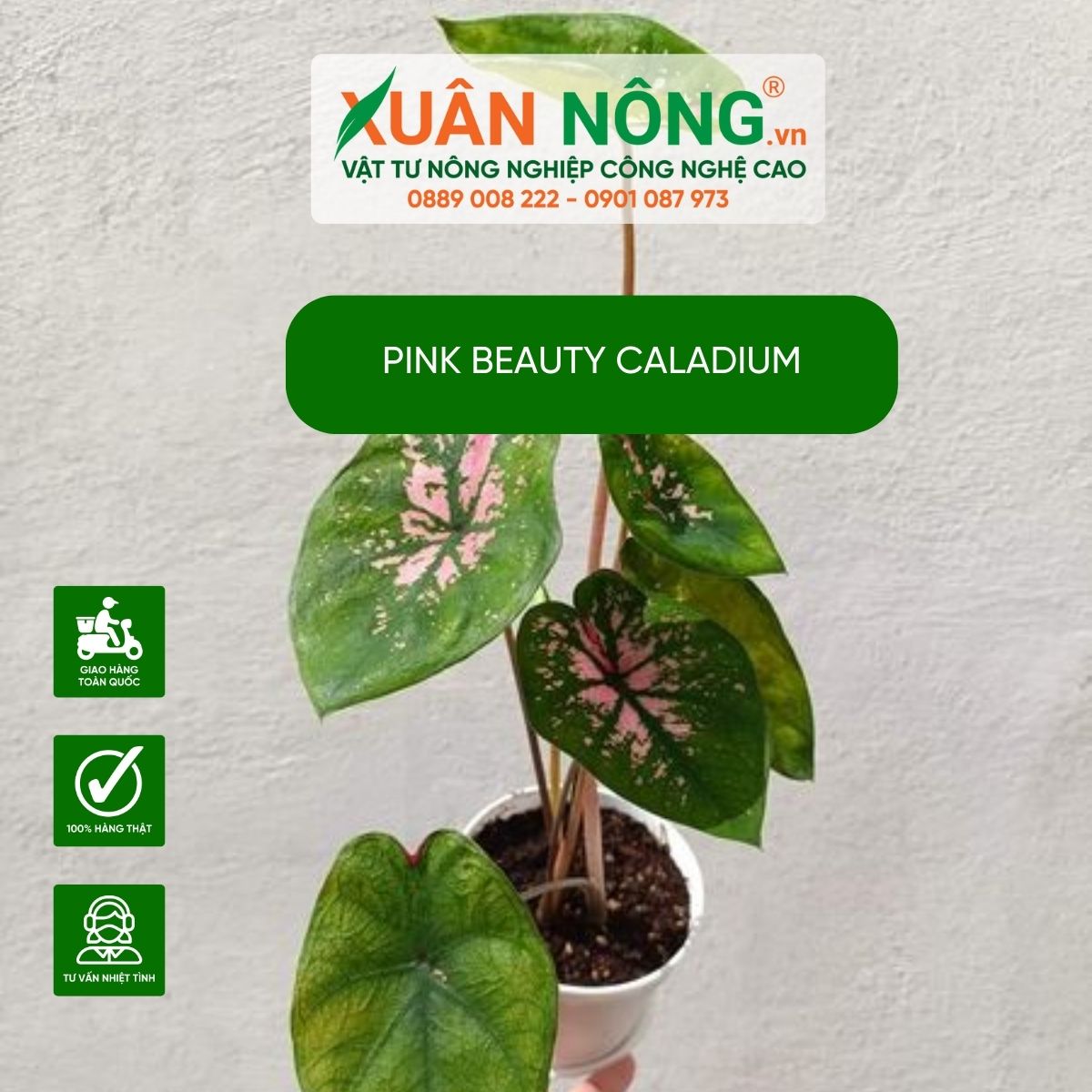 cach-cham-soc-Pink-Beauty-Caladium