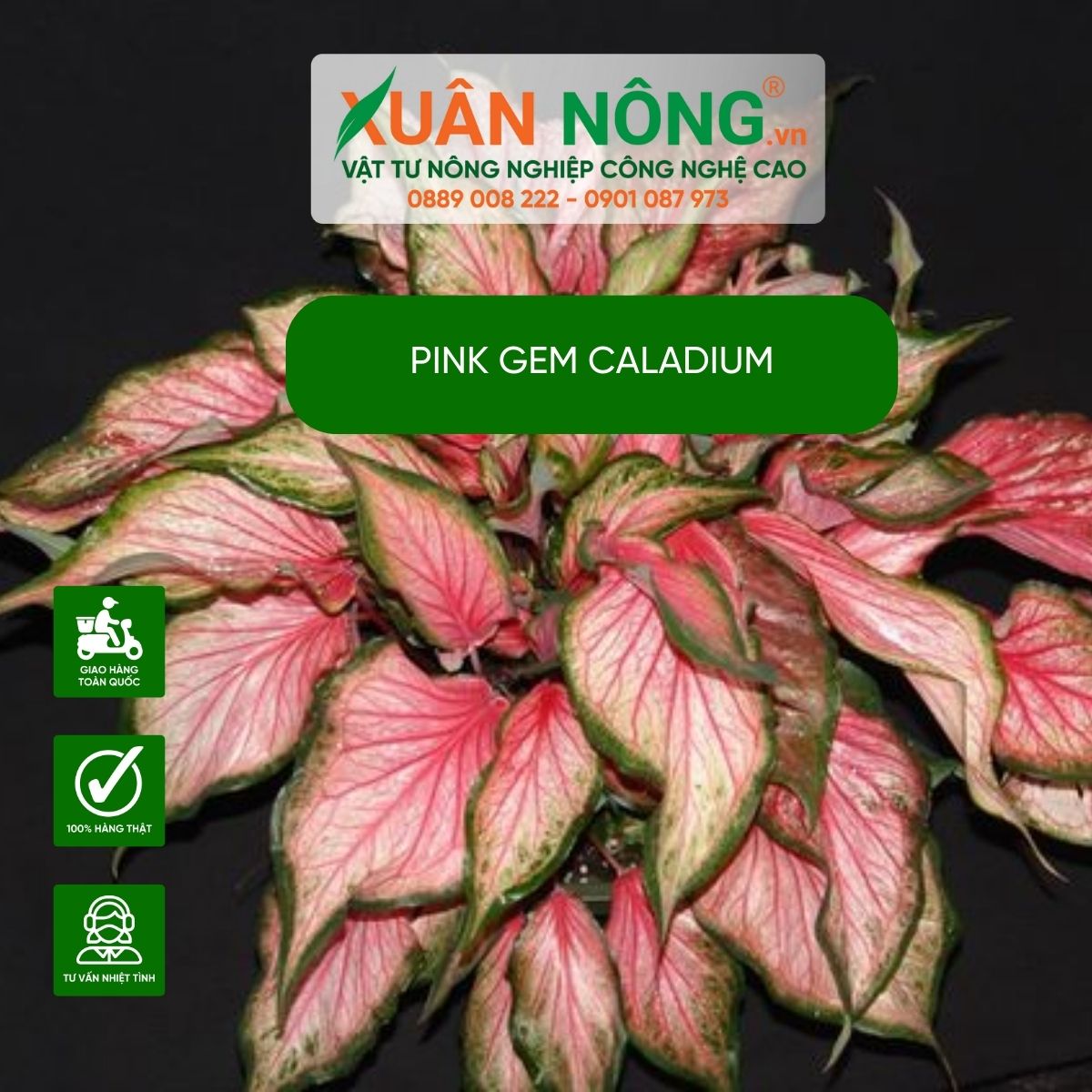 cach-cham-soc-Pink-Gem-Caladium 