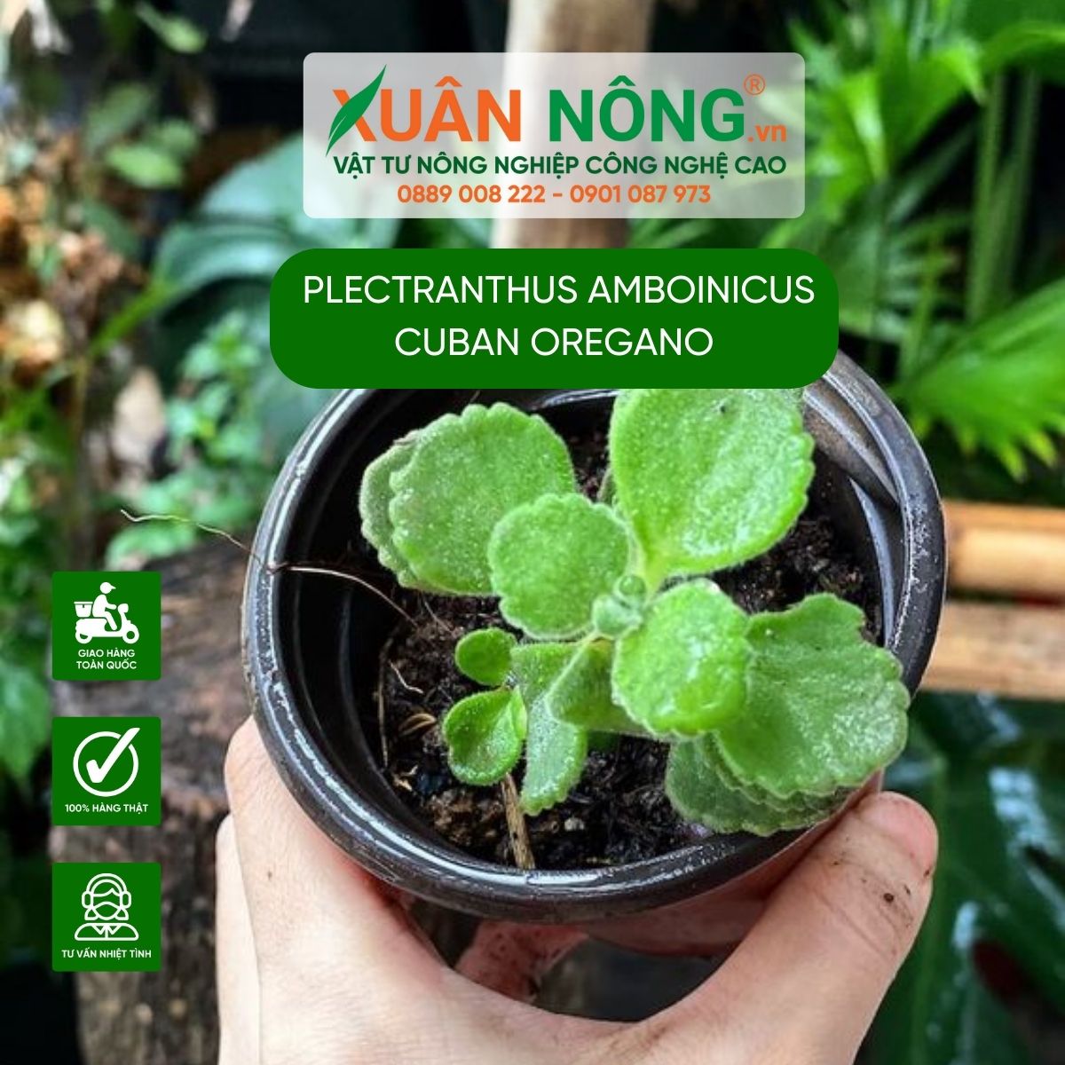 cach-cham-soc-Plectranthus-amboinicus-Cuban-Oregano-1