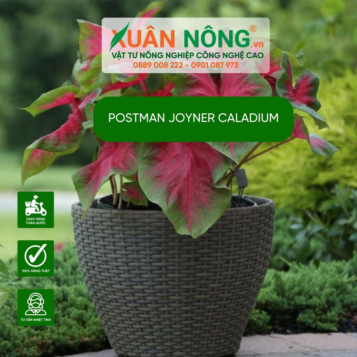 cach-cham-soc-Postman-Joyner-Caladium