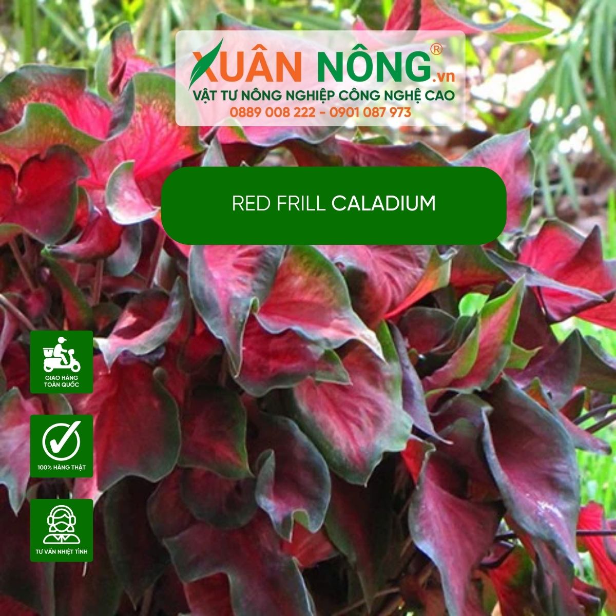 cach-cham-soc-Red-Frill-Caladium