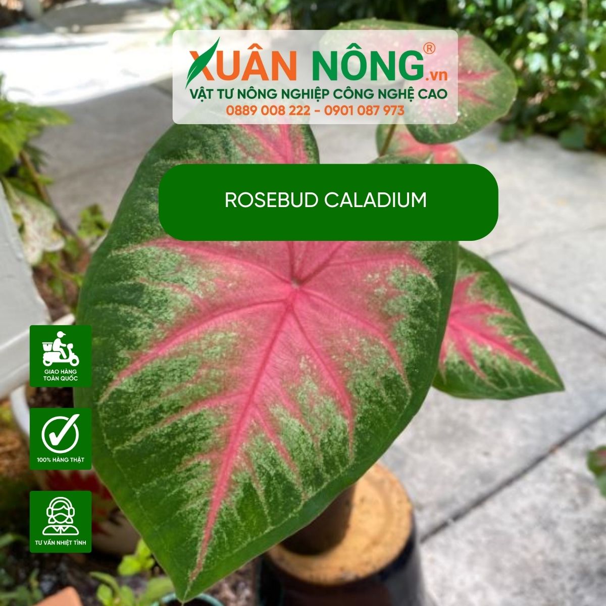 cach-cham-soc-Rosebud-Caladium