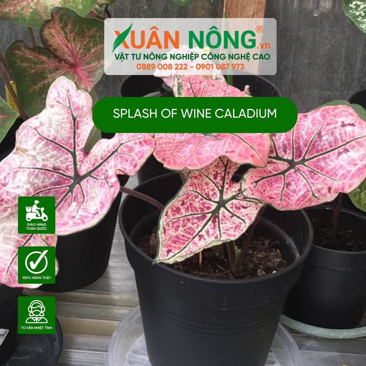 cach-cham-soc-Splash-of-Wine-Caladium