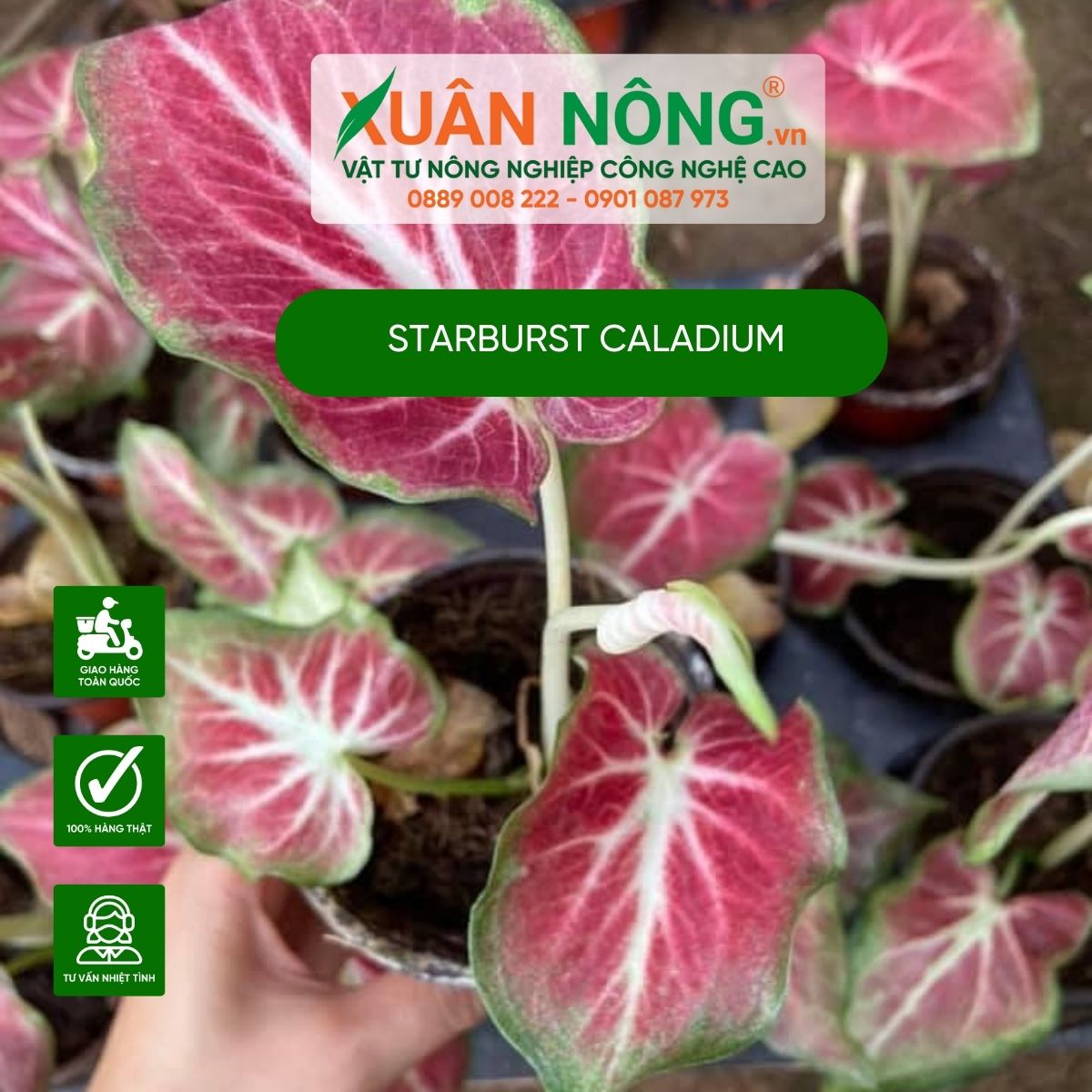 cach-cham-soc-Starburst-Caladium