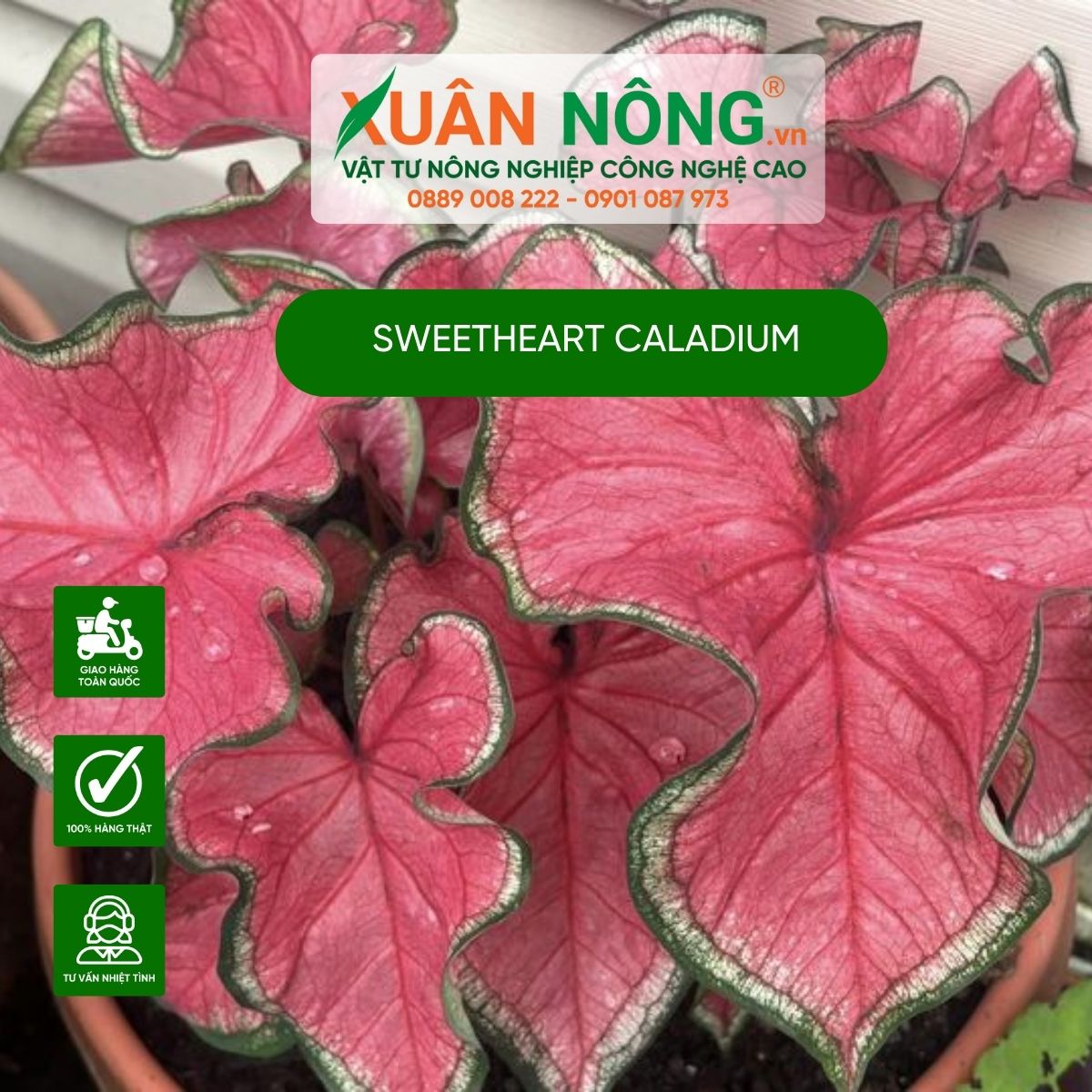 cach-cham-soc-Sweetheart-Caladium 