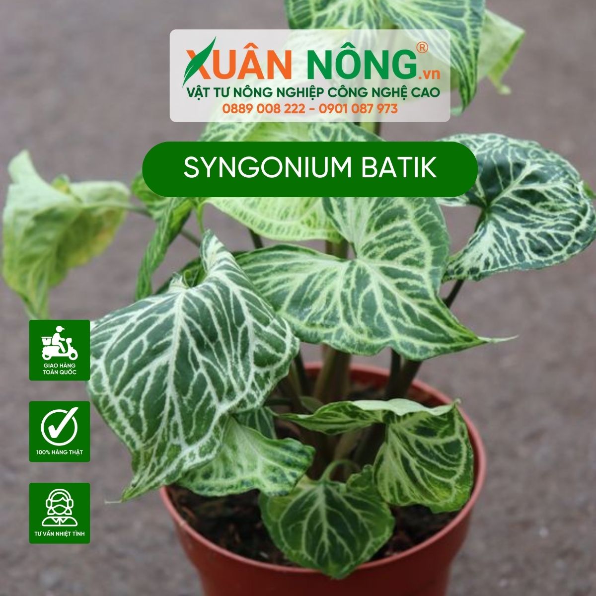 cach-cham-soc-Syngonium-Batik