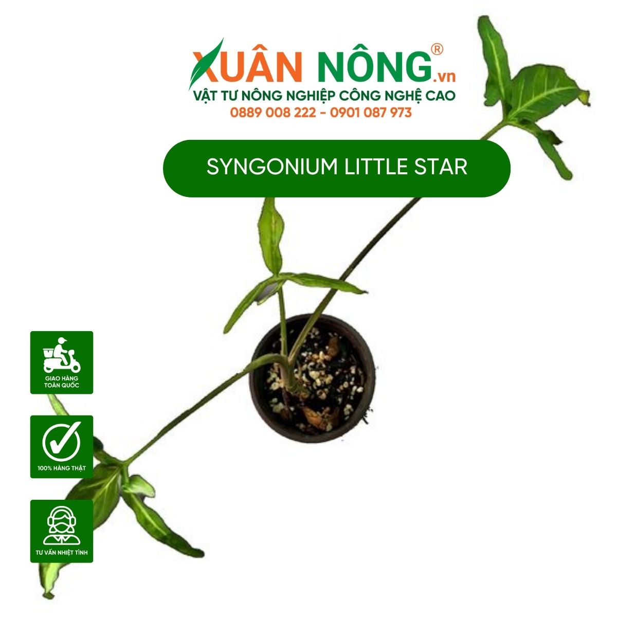 cach-cham-soc-Syngonium-Little-Star