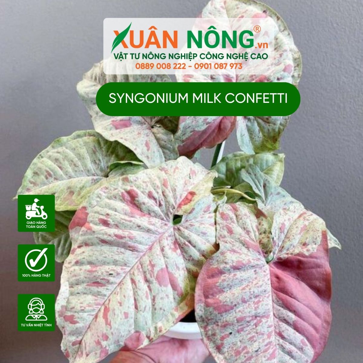 cach-cham-soc-Syngonium-Milk-Confetti