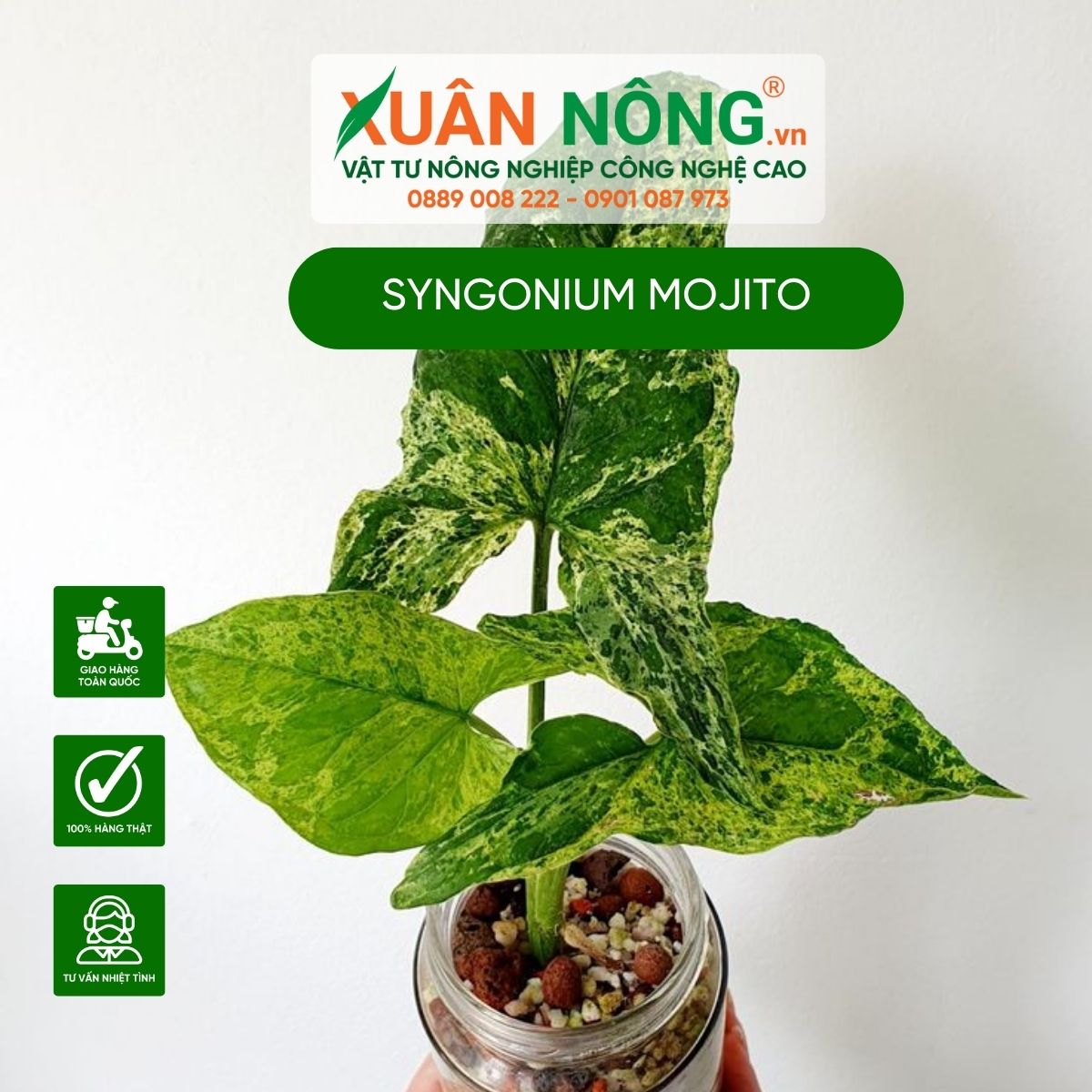 cach-cham-soc-Syngonium-Mojito