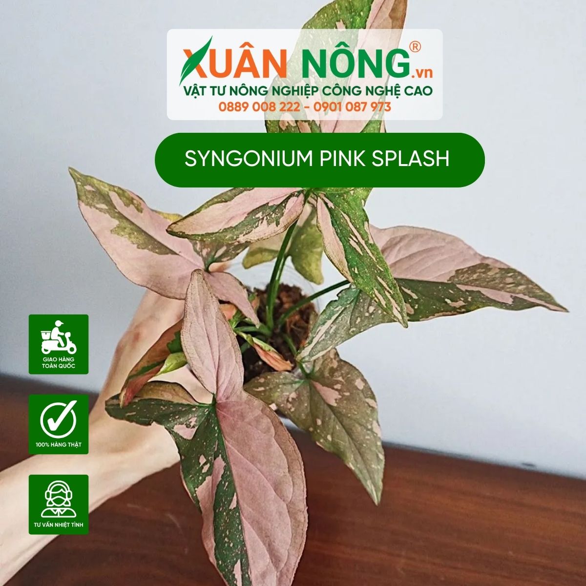 cach-cham-soc-Syngonium-Pink-Splash