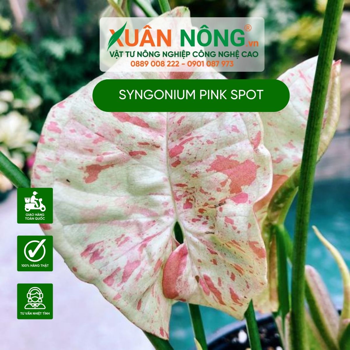 cach-cham-soc-Syngonium-Pink-Spot