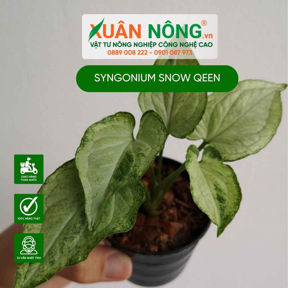 cach-cham-soc-Syngonium-Snow-Qeen