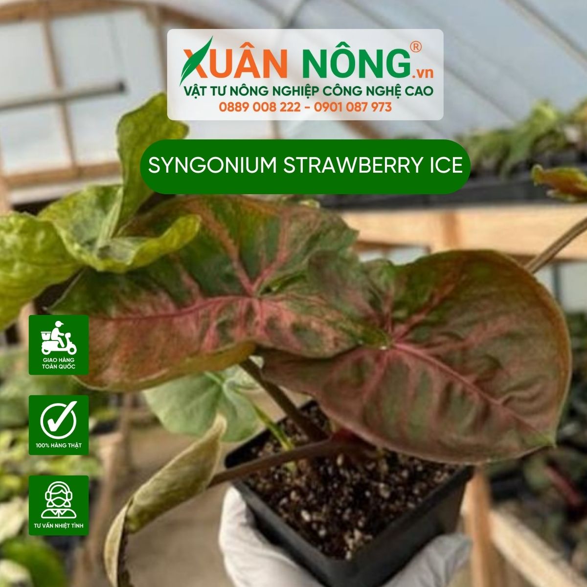 cach-cham-soc-Syngonium-Strawberry-Ice