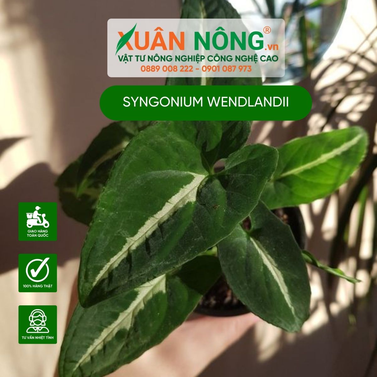 cach-cham-soc-Syngonium-Wendlandii.jpg