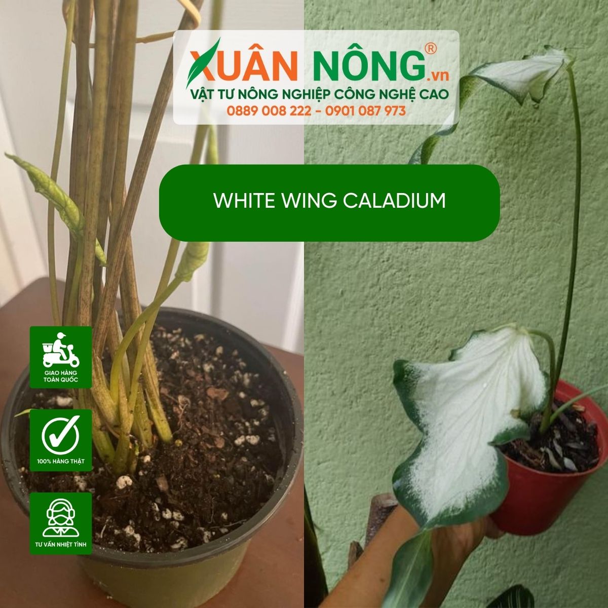 cach-cham-soc-White-Wing-Caladium