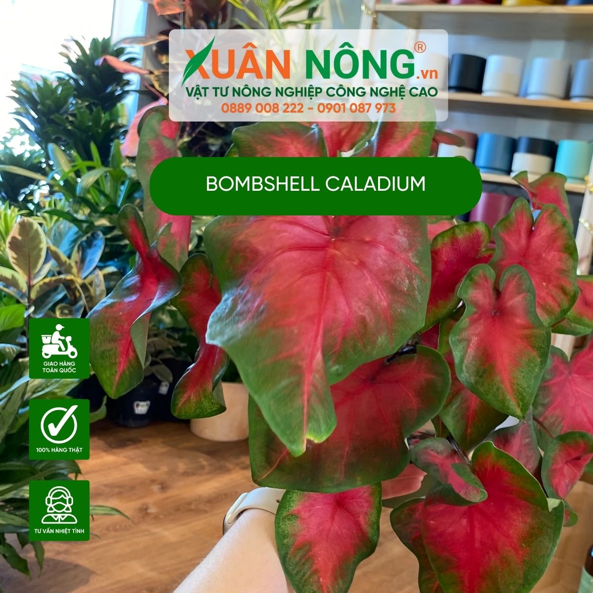 cach-cham-soc-cay-Bombshell-Caladium