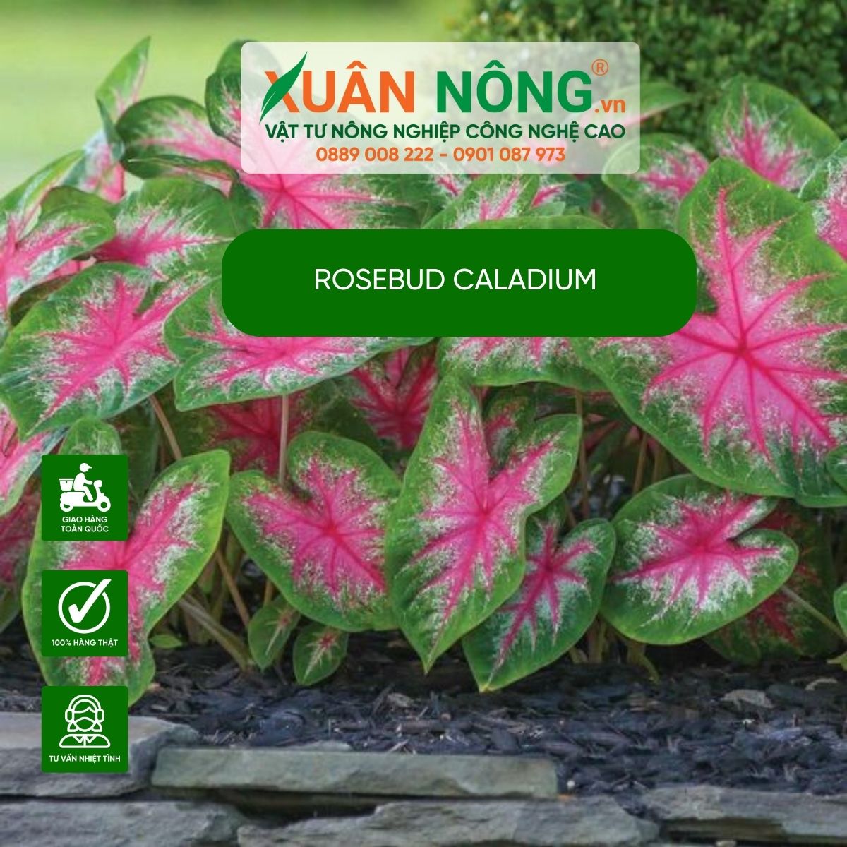 cach-cham-soc-cay-Rosebud-Caladium