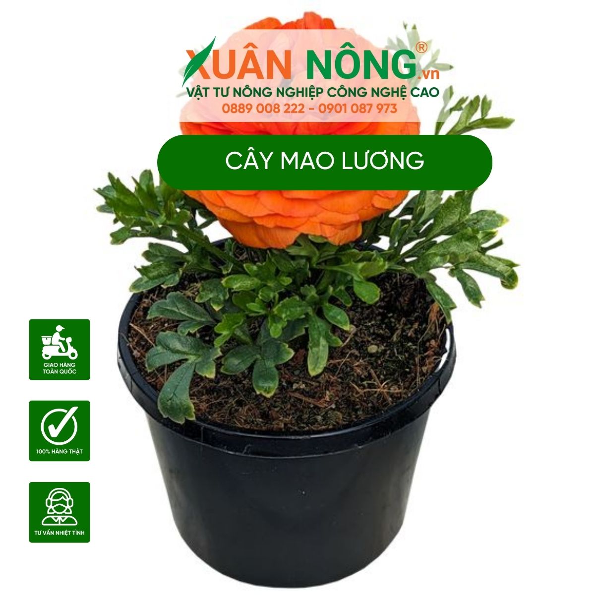 cach-cham-soc-cay-mao-luong