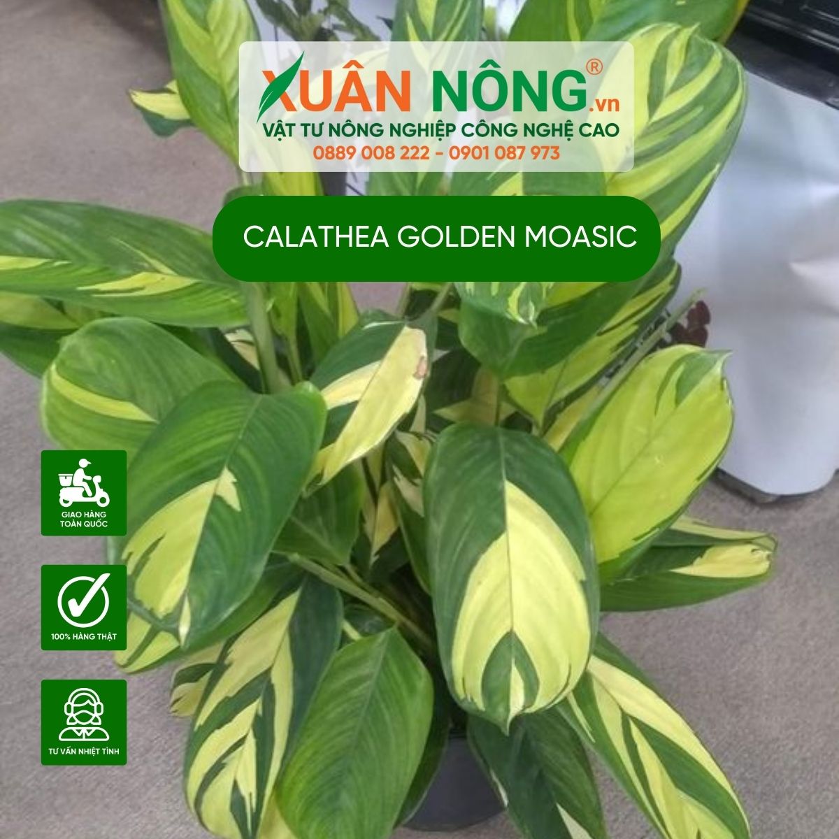 Cách trồng cây đuôi công sọc vàng - Calathea Golden Mosaic