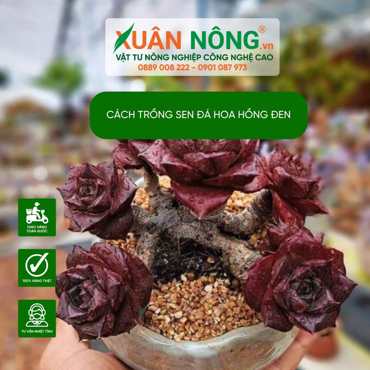 Bí quyết trồng sen đá hoa hồng đen thành công