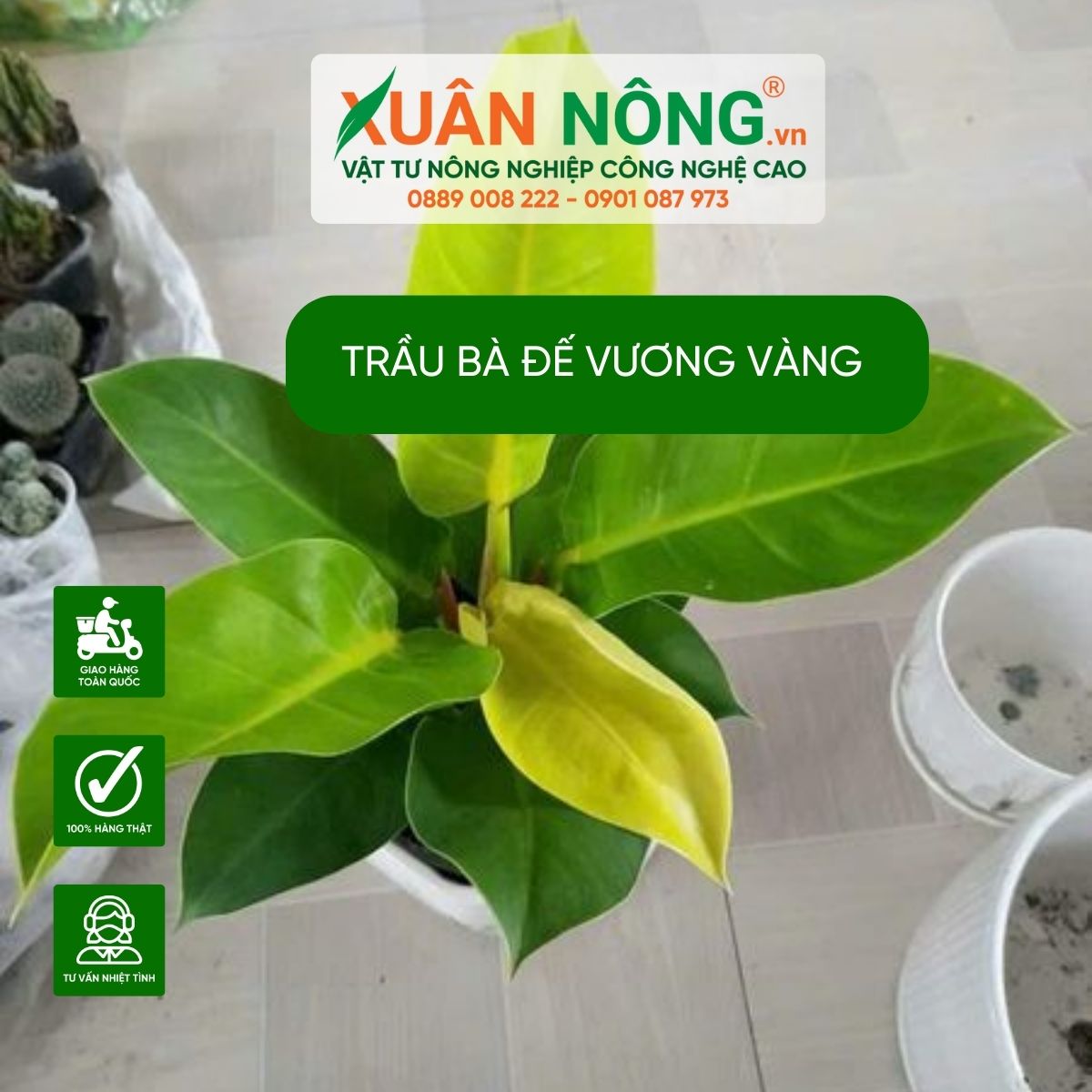 cach-cham-soc-trau-ba-de-vuong-vang