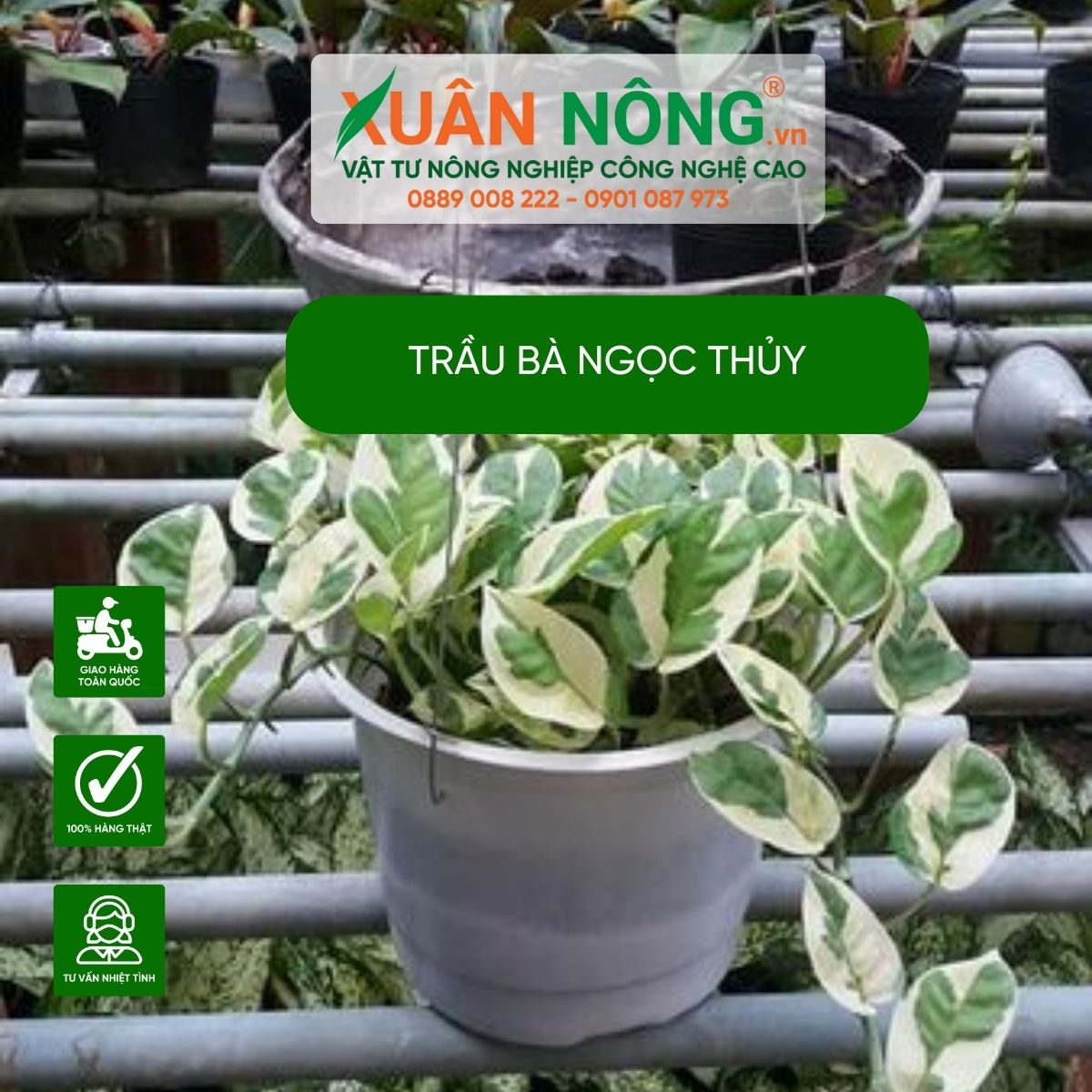 cach-cham-soc-trau-ba-ngoc-thuy