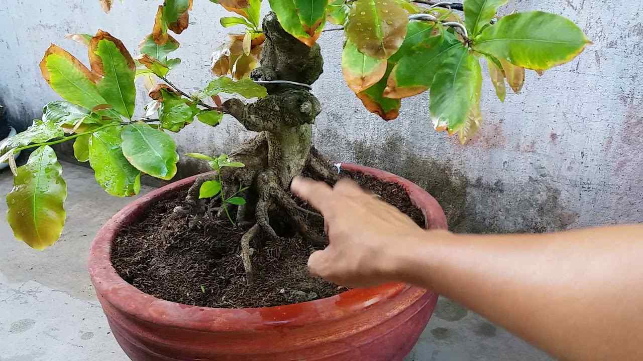 Cách cứu cây bị úng nước