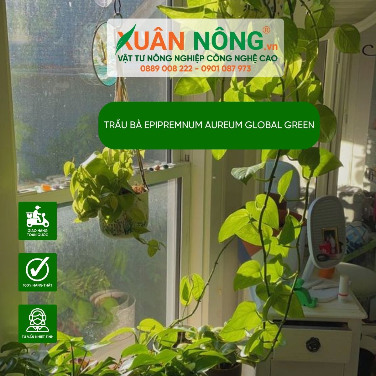 cach-decor-nha-voi-Epipremnum-aureum-Global-Green