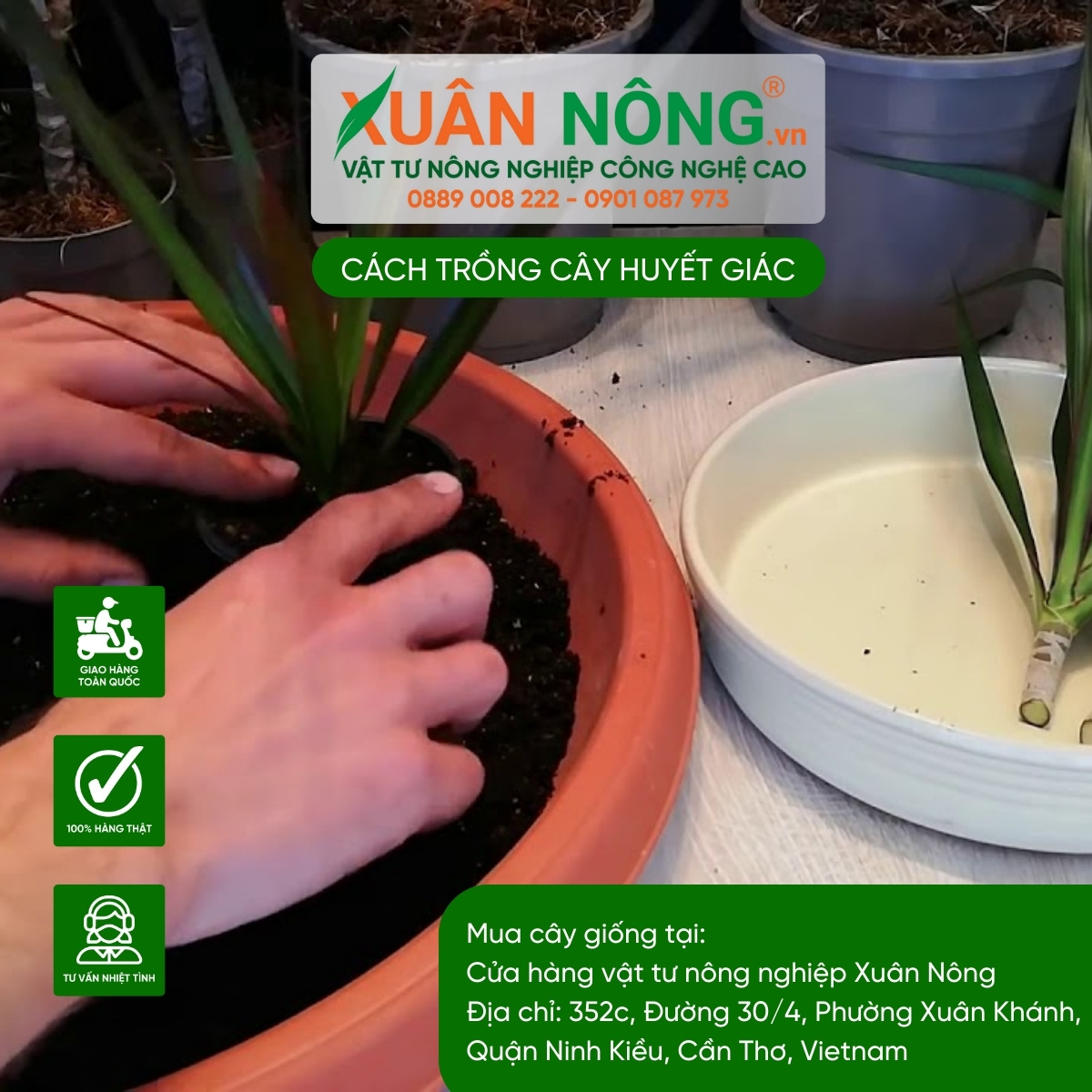 Cách nhân giống huyết giác