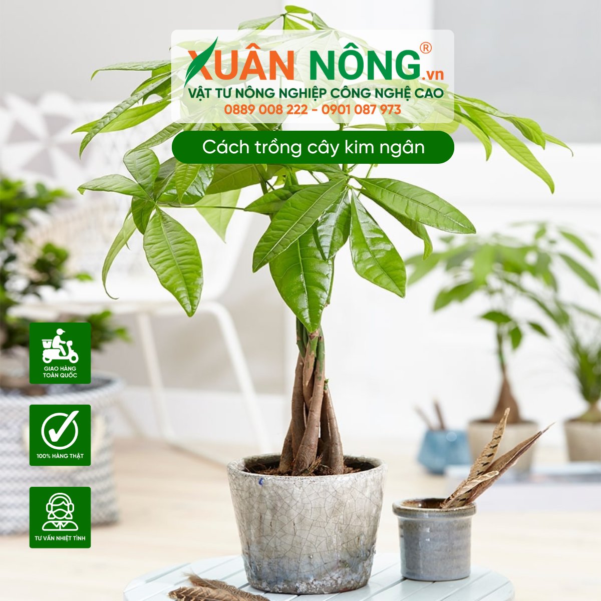 Cách nhân giống cây kim ngân bằng cành