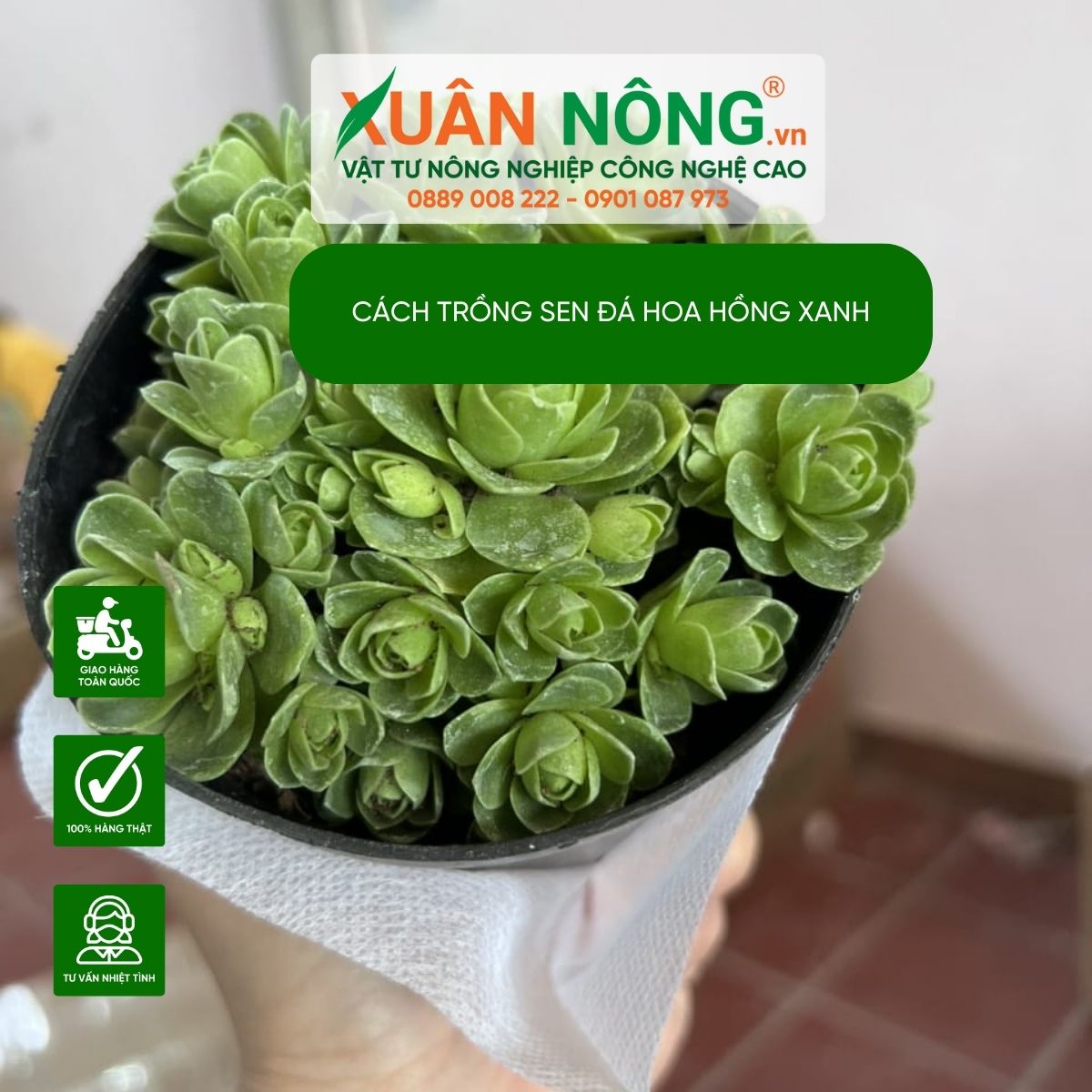 Sen đá hoa hồng xanh có dễ trồng không?