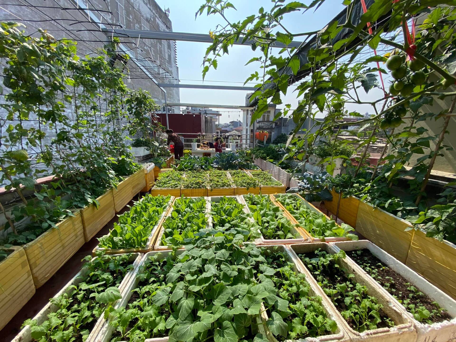 Cách thực hiện trồng rau trên sân thượng
