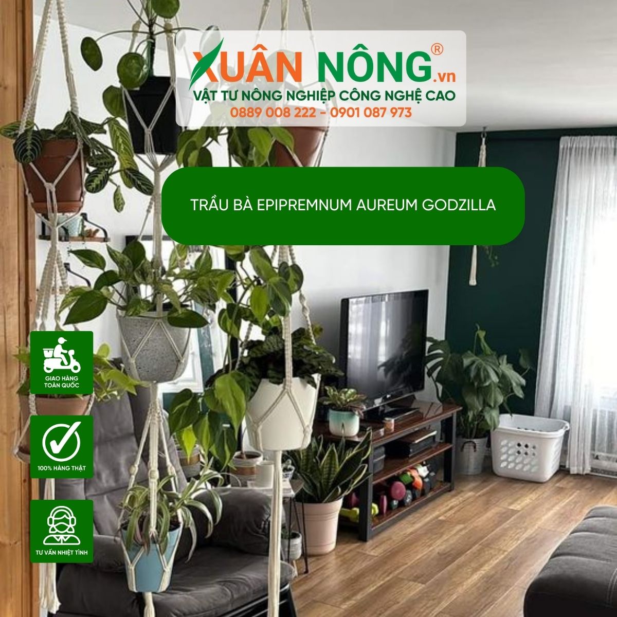 cach-trang-tri-Epipremnum-aureum-Godzilla