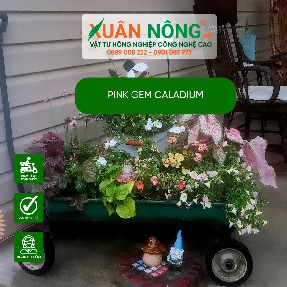 cach-trang-tri-Pink-Gem-Caladium 