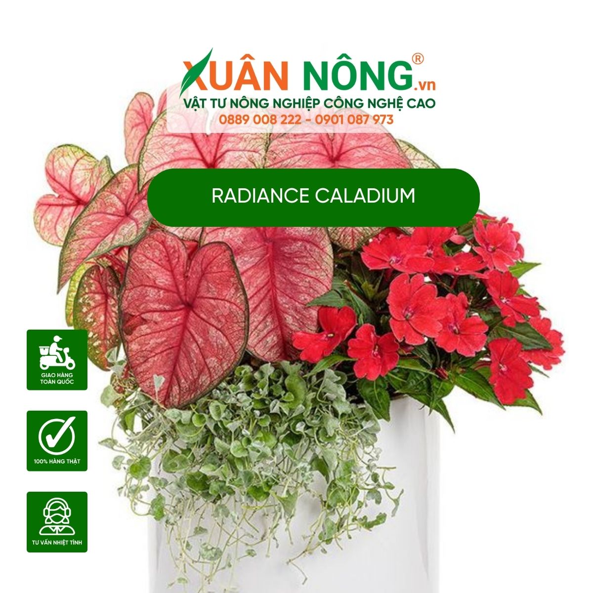 cach-trang-tri-Radiance-Caladium