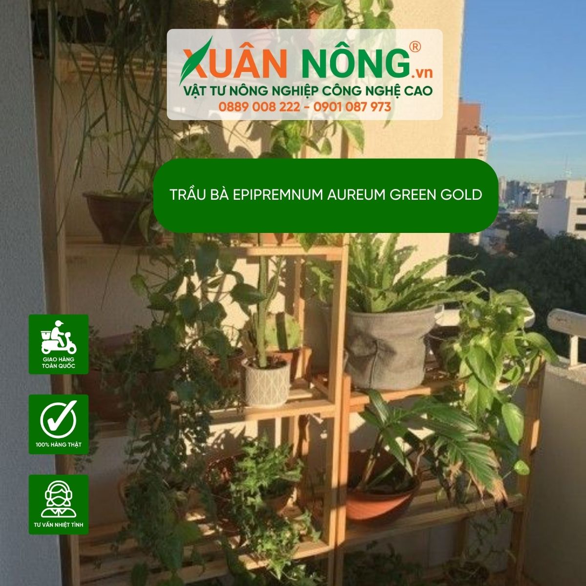 cach-trang-tri-aureum-Green-gold-ban-cong