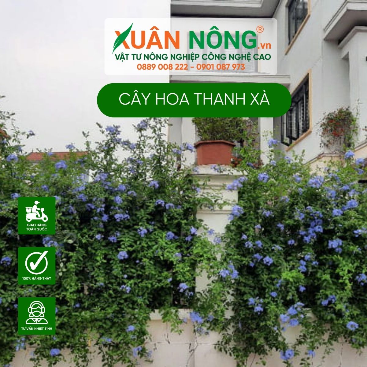 cach-trang-tri-hoa-thanh-xa