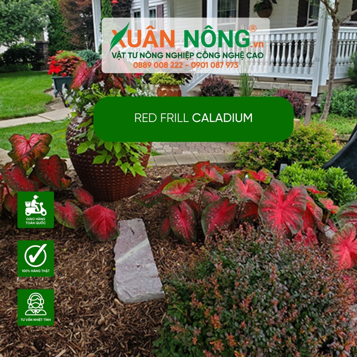 cach-trang-tri-vuon-Red-Frill-Caladium