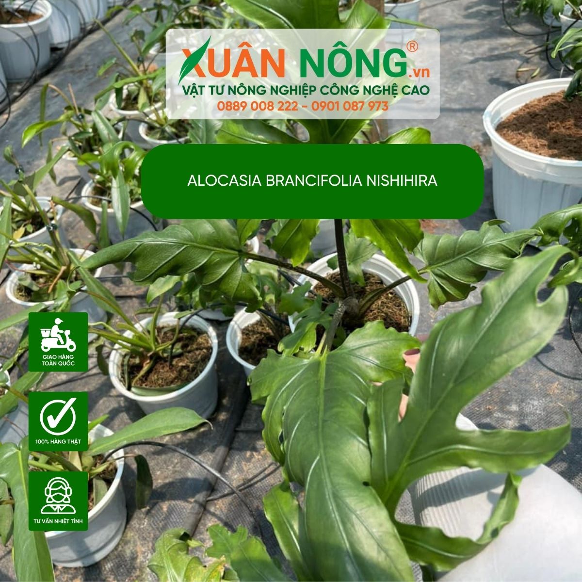 cach-trong-Alocasia-brancifolia-Nishihira