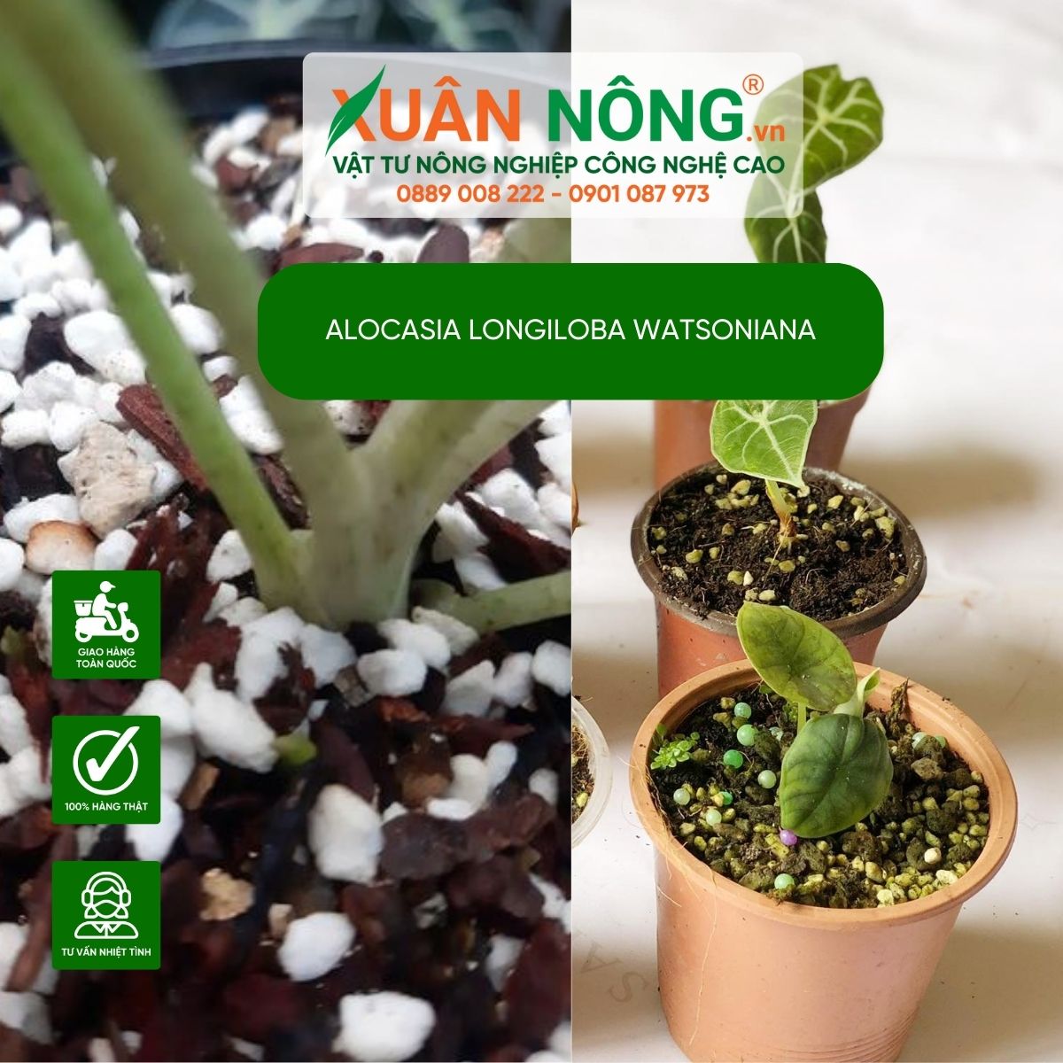 cach-trong-Alocasia-longiloba-watsoniana