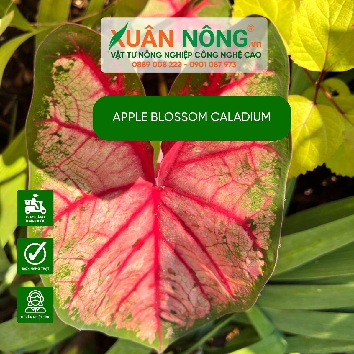 cach-trong-Apple-Blossom-Caladium