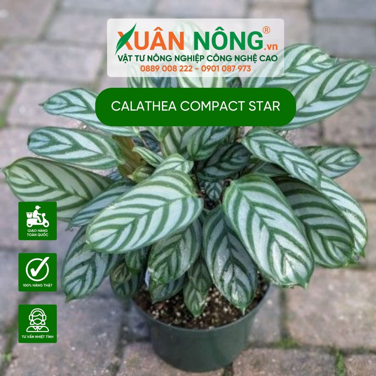 cach-trong-Calathea-Compact-Star