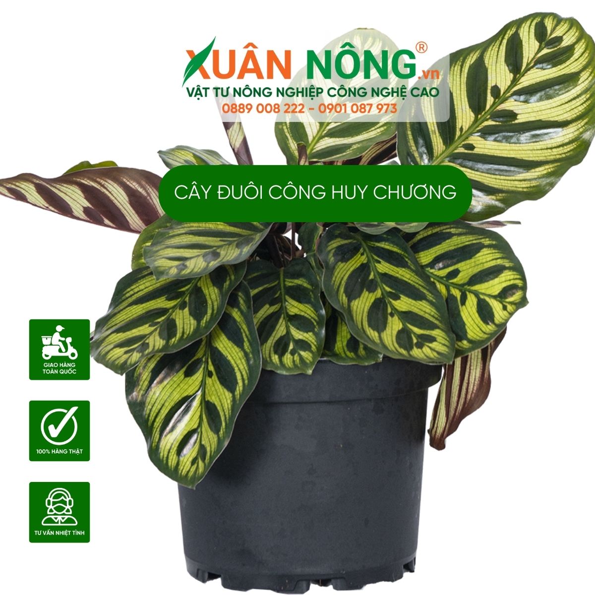 cach-trong-Calathea-Veitchiana