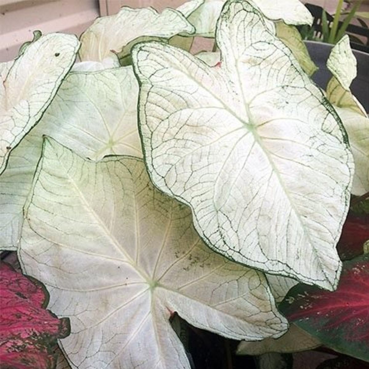 cach-trong-Candidum-Junior-Caladium