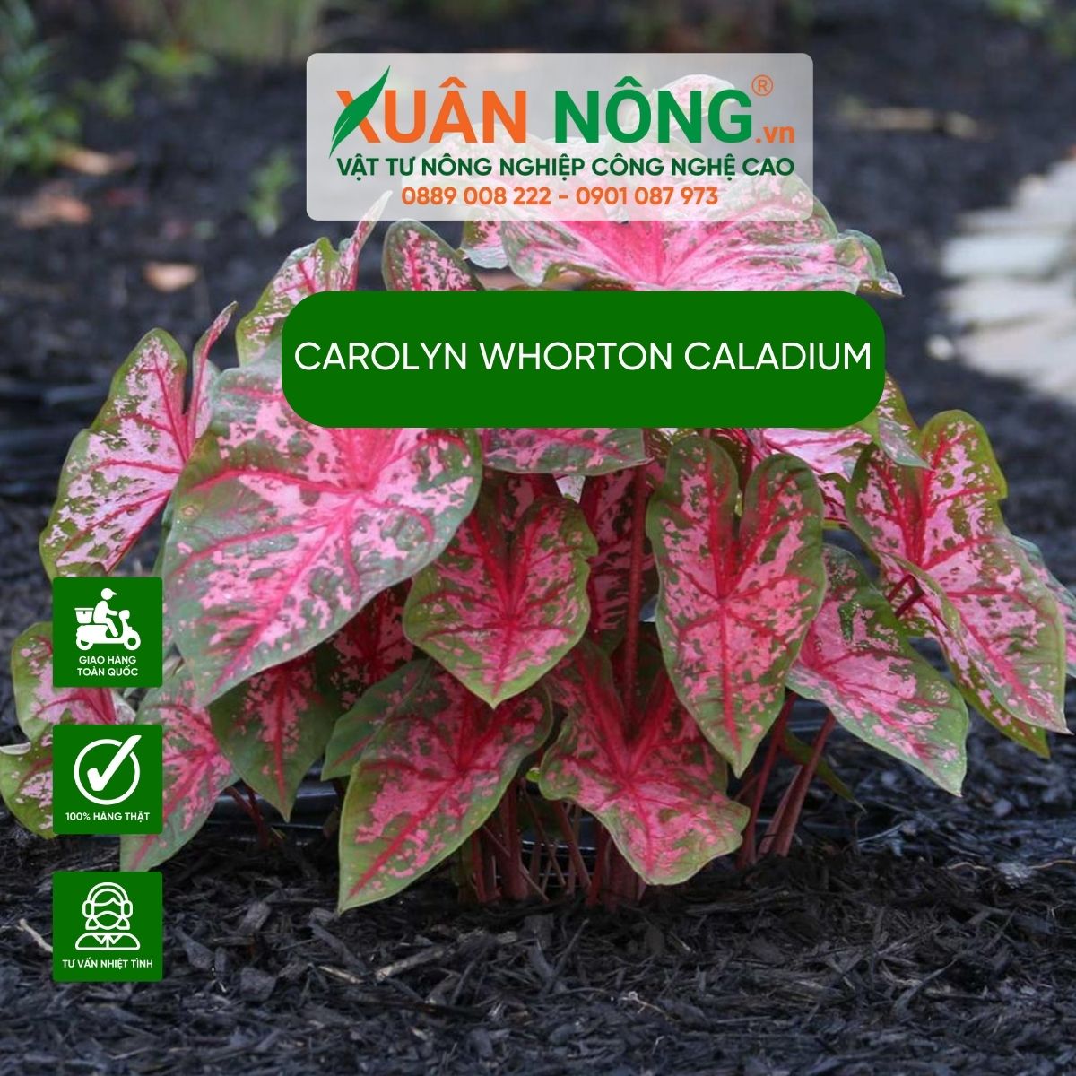 cach-trong-Carolyn-Whonrton-Caladium