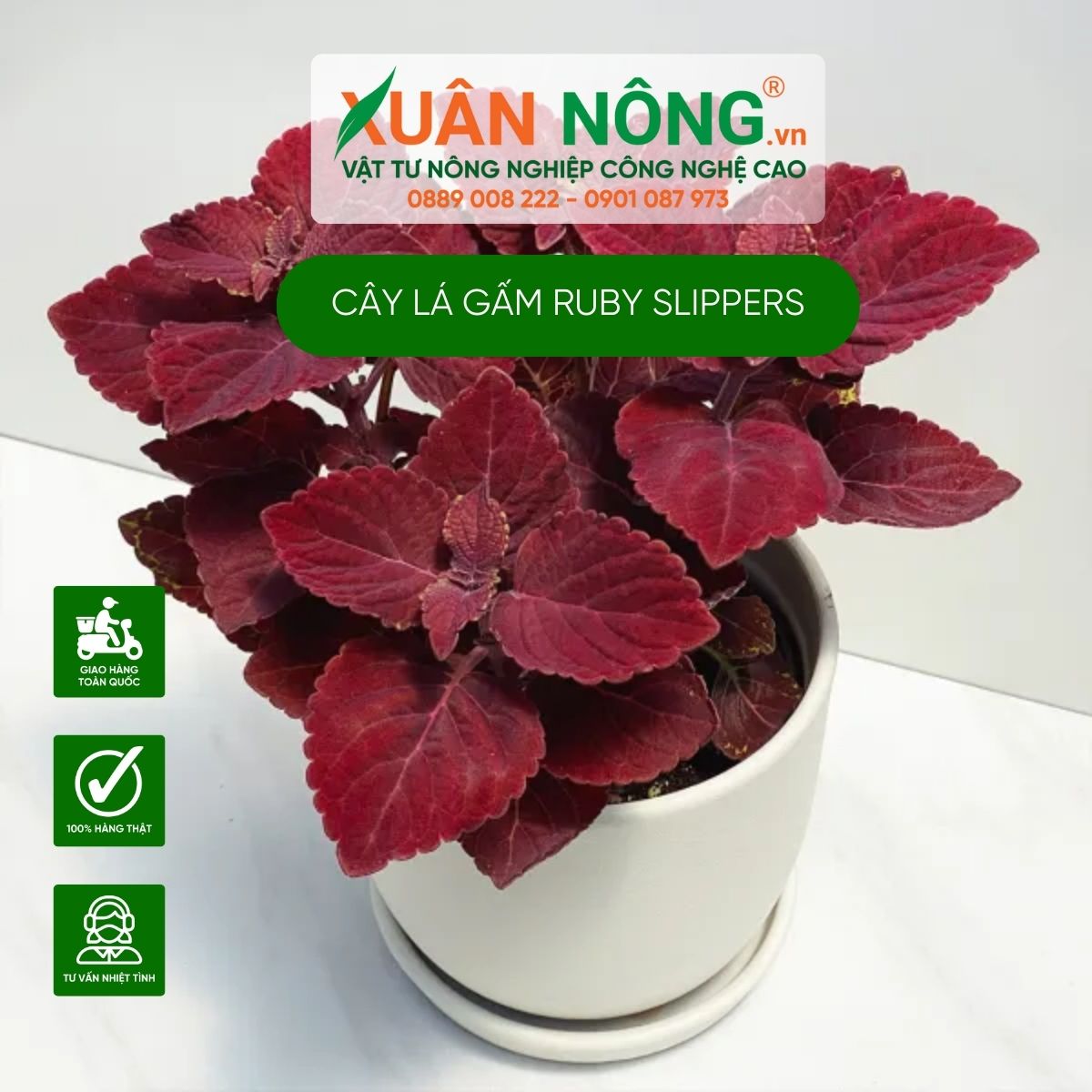 cach-trong-Coleus-scutellarioides-Ruby-Slippers-3