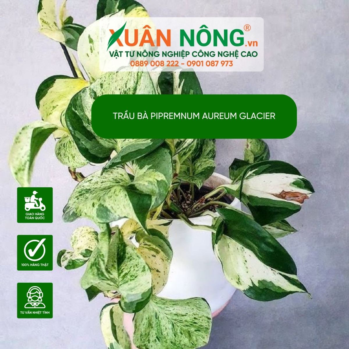 cach-trong-Epipremnum-aureum-Glacier