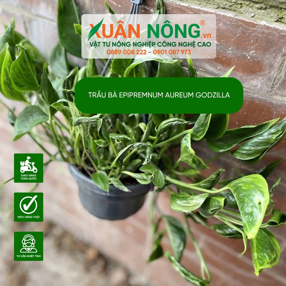 cach-trong-Epipremnum-aureum-Godzilla