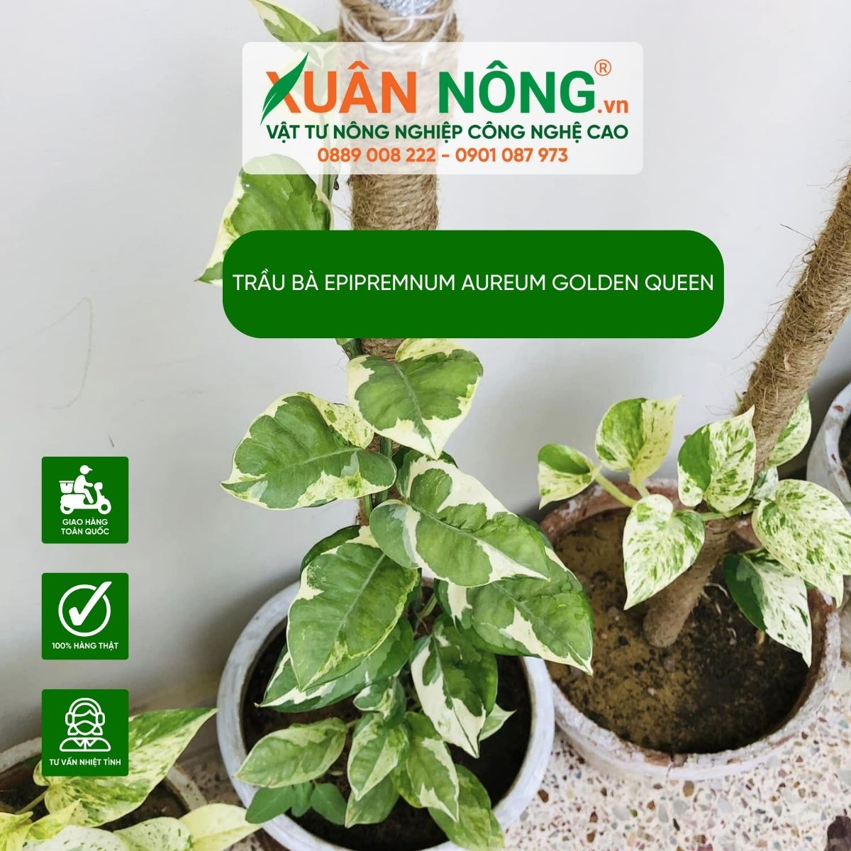 cach-trong-Epipremnum-aureum-Golden-Queen